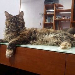 Фото: пропала кошка «Пропала кошка Курган» в г. Курган